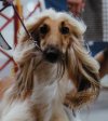 Heartly Head 82019a.jpg - 32 k